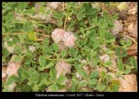 Trifolium-tomentosum2